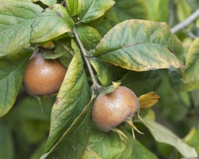 Мушмула "Германская"