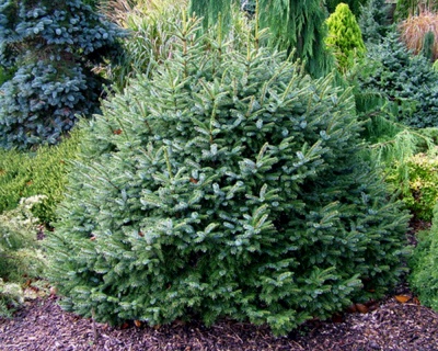 Ель сербская "Нана"