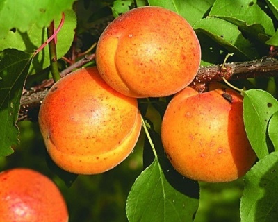 Абрикос "Память Говорухина"