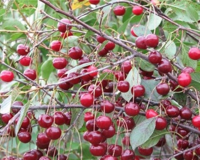 Вишня "Вянок"