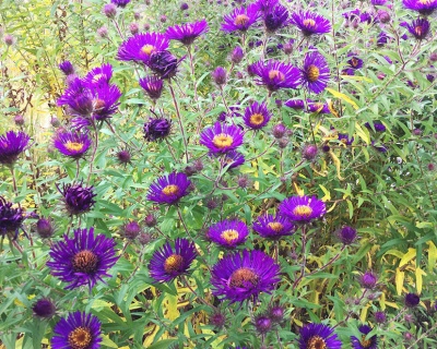 Астра новоанглийская "Марина Волконская"