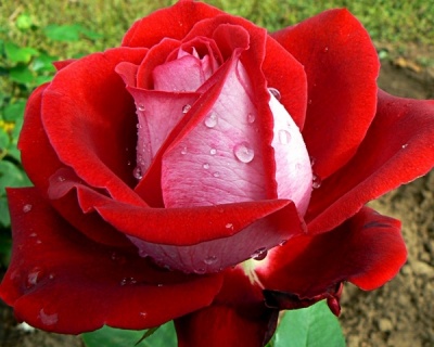 Роза Чайно-Гибридная «Aльянс» 