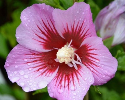 Гибискус «Майке»