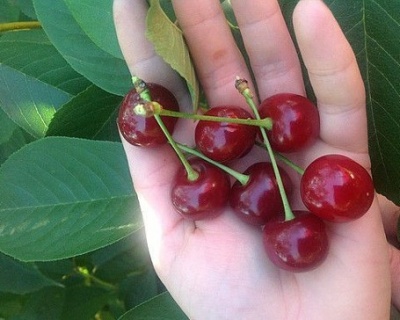 Вишня "Вянок"