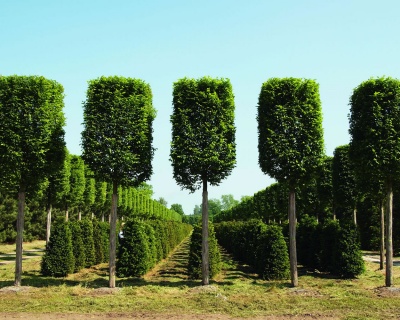 Граб обыкновенный "Фастигиата"