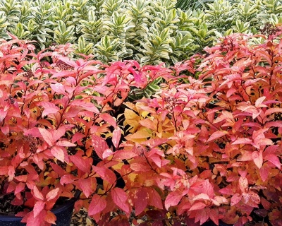 Спирея японская "Голдфлейм"