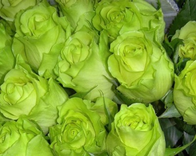 Роза Чайно-Гибридная «Лимбо» 