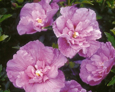 Гибискус «Лавендер Шифон»