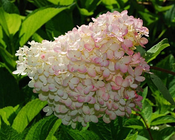 Гортензия метельчатая "Грандифлора" (Grandiflora)