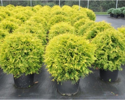Туя западная "Голден Глоб "