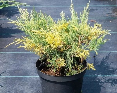 Можжевельник средний "Блю энд Голд"