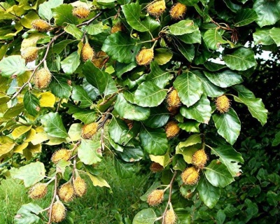 Бук лесной (европейский)