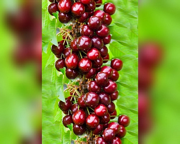 Черешня колонновидная «Сильвия»