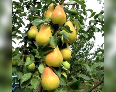 Груша колоновидная "Северянка"