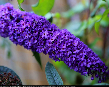 Буддлея Давида "Эмпайр Блю" (Empire Blue)