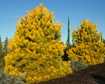Сосна обыкновенная "Голд Койн"