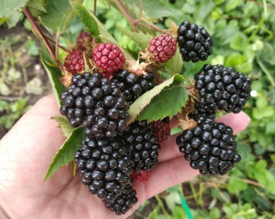 Ежевика Бесшипная "Блек Сатин"