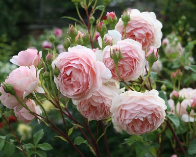 Пионовидная Роза «Эглантин»