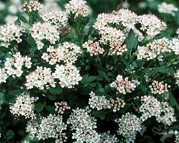 Пузыреплодник "Нанус" (NANUS)