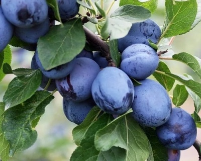 Слива колоновидная "Оскар Плюс"