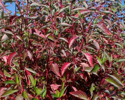 Дерен отпрысковый "Кардинал" (Cardinal)