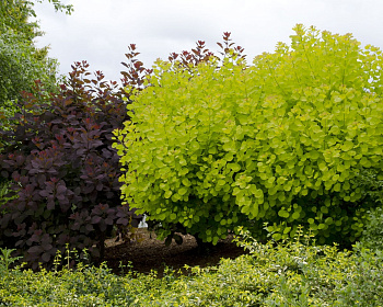 Скумпия "Спирит Голд" (Golden Spirit)