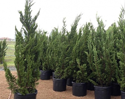 Можжевельник Китайский "Кайзука"
