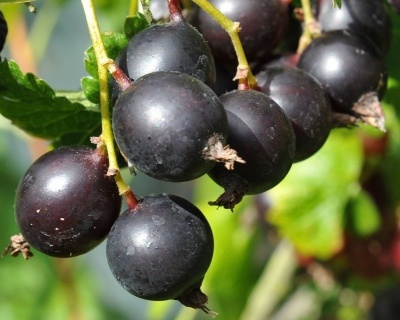 Йошта "Моро" (гибрид крыжовника и смородины)