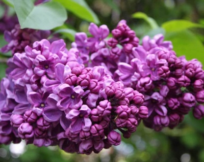 Сирень "Массена"