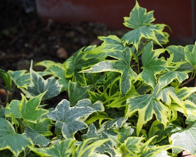 Плющ обыкновенный "Еллоу Рипл"(Р-9)