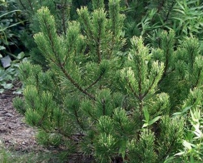 Сосна горная "Пол Малетер"