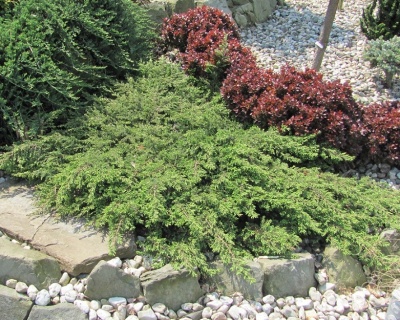 Можжевельник обыкновенный "Репанда"