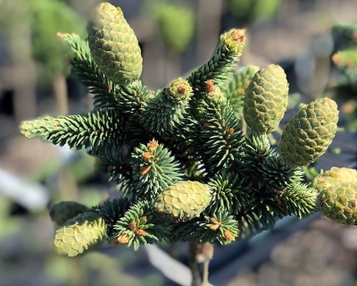 Ель обыкновенная "Медуза" (штамбовая форма)