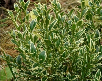 Самшит вечнозеленый «Ауреовариегата»