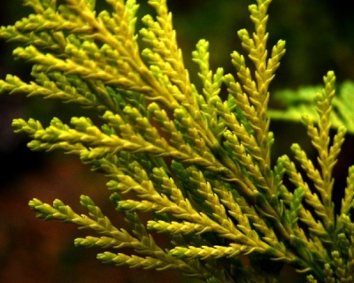 Кипарисовик Лавсона "Голден Кинг"