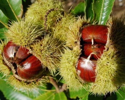 Каштан съедобный