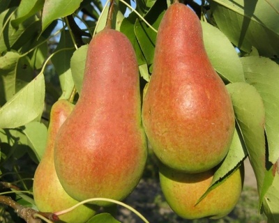 Груша колоновидная "Декора"