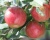 Яблоня "Скала"