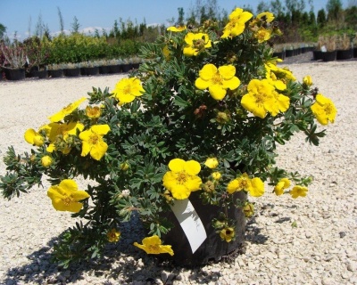 Лапчатка "Голдстар" (Goldstar)