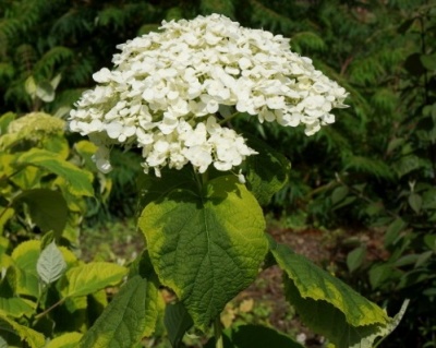 Гортензия древовидная "Голден Аннабель" (Golden Annabelle)