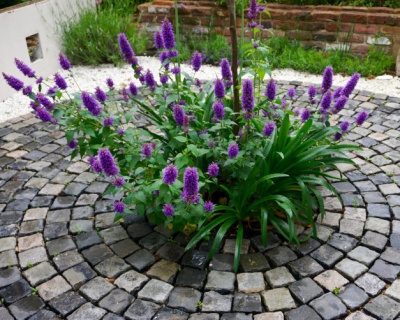 Многоколосник "Блек Эддер"