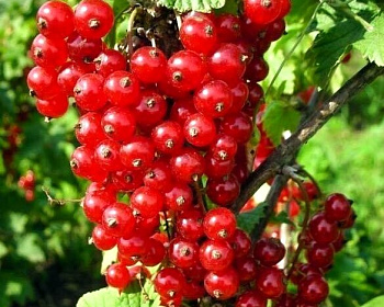 Смородина "Ненаглядная"