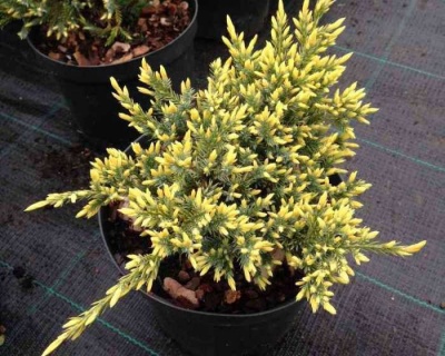 Можжевельник чешуйчатый "Дрим Джой"