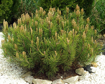 Сосна горная "Пумилио"