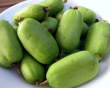 Актинидия Аргута "Джамбо" (двудомная)