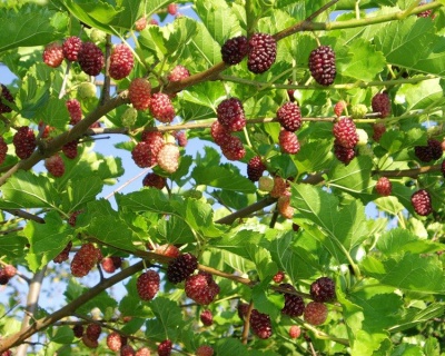 Шелковица "Смоленская Розовая"