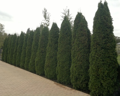 Туя западная "Колумна"