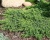 Можжевельник обыкновенный "Гринмантл"