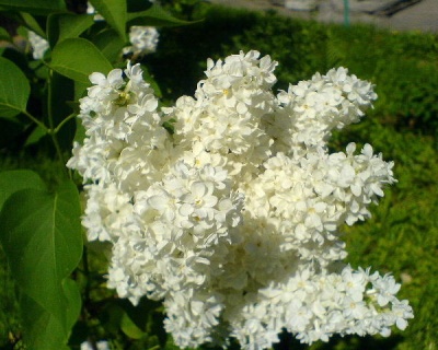 Сирень "Флора"