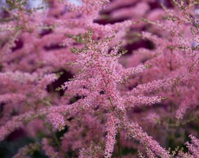 Астильба простолистная "Хенни Графланд"